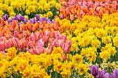 KEUKENHOF, NETHERLANDS: HOLLAND, MASSED PLANTINGS OF TULIPS AND NARCISSI. NARCISSUS. FORMAL, FLOWERS, BLOOMS, BLOOMING, MAY, SPRING, BULB, BULBS