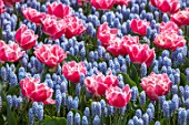 KEUKENHOF, NETHERLANDS: HOLLAND, PLANT ASSOCIATION, PLANT COMBINATION. PINK FLOWERS OF TULIPA QUEENSLAND, BLUE FLOWERS OF MUSCARI VALERIE FINNIS. MAY, SPRING, BULB, BULBS