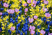 KEUKENHOF, NETHERLANDS: HOLLAND, PLANT ASSOCIATION, COMBINATION. PINK FLOWERS OF TULIPA BAKERI LILAC WONDER, BLUE MUSCARI SUPERSTAR, YELLOW NARCISSUS HAWERA, MAY, SPRING, BULBS
