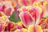 KEUKENHOF, NETHERLANDS: HOLLAND, CLOSE UP PLANT PORTRAIT OF THE FRINGED PINK, ORANGE, WHITE FLOWERS OF TULIP - TULIPA SUNSET MIAMI, MAY, SPRING, BULBS, FLOWERING, BLOOM, PETALS