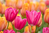KEUKENHOF, NETHERLANDS: HOLLAND, CLOSE UP PLANT PORTRAIT OF THE PINK FLOWERS OF SINGLE LATE TULIP - TULIPA GRANDSTIJLE, MAY, SPRING, BULBS, FLOWERING, BLOOM, PETALS