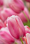 KEUKENHOF, NETHERLANDS: HOLLAND, ABSTRACT CLOSE UP PLANT PORTRAIT OF THE PINK FLOWERS OF SINGLE LATE TULIP - TULIPA GRAND CRU VACQUEYRAS, MAY, SPRING, BULBS, FLOWERING, BLOOM