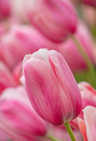 KEUKENHOF_NETHERLANDS_HOLLAND_ABSTRACT_CLOSE_UP_PLANT_PORTRAIT_OF_THE_PINK_FLOWERS_OF_SINGLE_LATE_TU