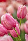 KEUKENHOF, NETHERLANDS: HOLLAND, ABSTRACT CLOSE UP PLANT PORTRAIT OF THE PINK FLOWERS OF SINGLE LATE TULIP - TULIPA GRAND CRU VACQUEYRAS, MAY, SPRING, BULBS, FLOWERING, BLOOM