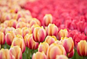 KEUKENHOF, NETHERLANDS: HOLLAND, ABSTRACT CLOSE UP PLANT PORTRAIT OF THE PINK,  PEACH FLOWERS OF TULIP - TULIPA MARIT, MAY, SPRING, BULBS, FLOWERING, BLOOM