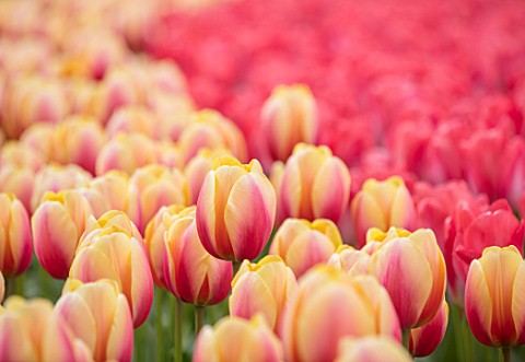 KEUKENHOF_NETHERLANDS_HOLLAND_ABSTRACT_CLOSE_UP_PLANT_PORTRAIT_OF_THE_PINK__PEACH_FLOWERS_OF_TULIP__