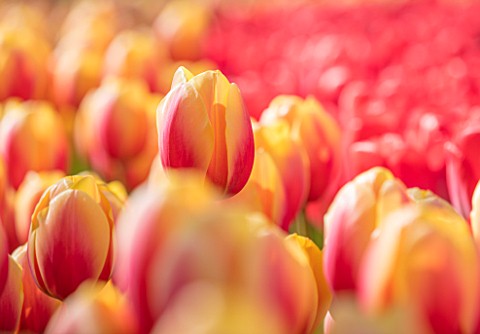 KEUKENHOF_NETHERLANDS_HOLLAND_ABSTRACT_CLOSE_UP_PLANT_PORTRAIT_OF_THE_PINK__PEACH_FLOWERS_OF_TULIP__