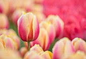 KEUKENHOF, NETHERLANDS: HOLLAND, CLOSE UP PLANT PORTRAIT OF THE PINK,  PEACH FLOWERS OF TULIP - TULIPA MARIT, MAY, SPRING, BULBS, FLOWERING, BLOOM