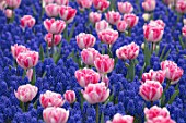 KEUKENHOF, NETHERLANDS: HOLLAND, PLANT ASSOCIATION, COMBINATION - PINK FLOWERS OF TULIP - TULIPA FOXTROT, MUSCARI ARMENIACUM. MAY, SPRING, BULBS, FLOWERING, BLOOM