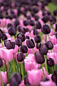 KEUKENHOF, NETHERLANDS: HOLLAND, PLANT ASSOCIATION, COMBINATION - BLACK, PURPLE FLOWERS OF TULIPS - TULIPA QUEEN OF NIGHT. MAY, SPRING, BULBS, FLOWERING, BLOOM
