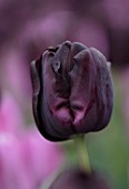 KEUKENHOF, NETHERLANDS: HOLLAND, CLOSE UP PLANT PORTRAIT OF THE BLACK, PURPLE FLOWERS OF TULIP - TULIPA PAUL SCHERER. MAY, SPRING, BULBS, FLOWERING, BLOOM