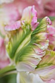 KEUKENHOF, NETHERLANDS: HOLLAND, CLOSE UP PLANT PORTRAIT OF GREEN, PINK, CREAM FLOWER OF PARROT TULIP - TULIPA STAR OF PARROT. MAY, SPRING, BULBS, FLOWERING, BLOOM, ABSTRACT