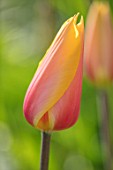 KEUKENHOF, NETHERLANDS: HOLLAND, CLOSE UP PLANT PORTRAIT OF PINK, YELLOW FLOWER OF TULIP - TULIPA BLUSHING LADY. MAY, SPRING, BULBS, FLOWERING, BLOOM