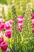KEUKENHOF, NETHERLANDS: PLANT COMBINATION, ASSOCIATION OF TULIPA DYNASTY AND FRITILLARIA PERSICA IVORY BELLS. BULBS, FLOWERS, FLOWERING, SPRING, MAY, PETALS, PINK, GREEN