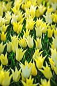 KEUKENHOF, NETHERLANDS: TULIPS - TULIPA SAPPORO. BULBS, FLOWERS, FLOWERING, SPRING, MAY, PETALS, YELLOW
