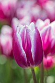 KEUKENHOF, NETHERLANDS: CLOSE UP PLANT PORTRAIT OF RED, PINK, WHITE FLOWER OF TULIP - TULIPA SYNAEDA BLUE. BULBS, FLOWERS, FLOWERING, SPRING, MAY, PETALS