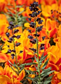 KEUKENHOF, NETHERLANDS: CLOSE UP PLANT PORTRAIT OF BLACK, PLUM, PURPLE FLOWERS OF FRITILLARIA PERSICA. BULBS, FLOWERS, FLOWERING, SPRING, MAY, PETALS