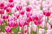 KEUKENHOF, NETHERLANDS: CLOSE UP PLANT PORTRAIT OF PINK FLOWERS OF TRIUMPHATOR TULIP - TULIPA PINK LADY. BULBS, FLOWERS, FLOWERING, SPRING, MAY, PETALS