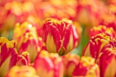 KEUKENHOF, NETHERLANDS: HOLLAND, CLOSE UP PLANT PORTRAIT OF RED, YELLOW FLOWER OF DARWIN HYBRID TULIP - TULIPA BANJA LUKA. MAY, SPRING, BULBS, FLOWERING, BLOOM