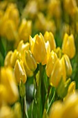 KEUKENHOF, NETHERLANDS: CLOSE UP PLANT PORTRAIT OF THE YELLOW FLOWERS OF TULIP - TULIPA ANTOINETTE. BULB, SPRING, MAY, FLOWERING, MULTI HEADED