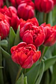 KEUKENHOF, NETHERLANDS: CLOSE UP PLANT PORTRAIT OF THE RED FLOWERS OF TULIP - TULIPA RED PRINCESS. BULB, FLOWERING, SPRING, MAY