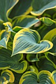 KEUKENHOF, NETHERLANDS: HOLLAND, CLOSE UP PLANT PORTRAIT OF THE GREEN, YELLOW LEAVES OF HOSTA FIRST FROST. MAY, SPRING, PERENNIALS, LIME, FOLIAGE, VARIEGATED