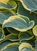 KEUKENHOF, NETHERLANDS: HOLLAND, CLOSE UP PLANT PORTRAIT OF THE GREEN, YELLOW LEAVES OF HOSTA FIRST FROST. MAY, SPRING, PERENNIALS, FOLIAGE, VARIEGATED, LIME