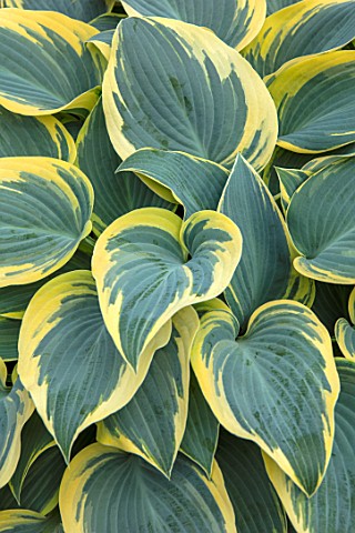 KEUKENHOF_NETHERLANDS_HOLLAND_CLOSE_UP_PLANT_PORTRAIT_OF_THE_GREEN_YELLOW_LEAVES_OF_HOSTA_FIRST_FROS