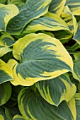 KEUKENHOF, NETHERLANDS: HOLLAND, CLOSE UP PLANT PORTRAIT OF THE GREEN, YELLOW LEAVES OF HOSTA BRASS RING. MAY, SPRING, PERENNIALS, FOLIAGE, VARIEGATED, LIME