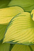 KEUKENHOF, NETHERLANDS: HOLLAND, CLOSE UP PLANT PORTRAIT OF THE GREEN, YELLOW LEAVES OF HOSTA EYE DECLAIR. MAY, SPRING, PERENNIALS, FOLIAGE, VARIEGATED, LIME