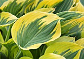 KEUKENHOF, NETHERLANDS: HOLLAND, CLOSE UP PLANT PORTRAIT OF THE GREEN, YELLOW LEAVES OF HOSTA IVORY COAST. MAY, SPRING, PERENNIALS, FOLIAGE, VARIEGATED, LIME