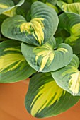 KEUKENHOF, NETHERLANDS: HOLLAND, CLOSE UP PLANT PORTRAIT OF THE GREEN, YELLOW LEAVES OF HOSTA ELEANOR LACHMAN. MAY, SPRING, PERENNIALS, FOLIAGE, VARIEGATED, LIME