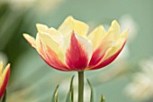 KEUKENHOF, NETHERLANDS: CLOSE UP PLANT PORTRAIT OF THE RED, CREAM, YELLOW, WHITE  FLOWER OF TULIP - TULIPA OPHELIA. BULB, FLOWERING, SPRING, MAY