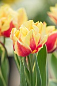 KEUKENHOF, NETHERLANDS: CLOSE UP PLANT PORTRAIT OF THE RED, CREAM, YELLOW, WHITE  FLOWER OF TULIP - TULIPA OPHELIA. BULB, FLOWERING, SPRING, MAY