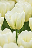 KEUKENHOF, NETHERLANDS: CLOSE UP PLANT PORTRAIT OF THE GREEN, WHITE  FLOWER OF VIRIDIFLORA TULIP - TULIPA GREEN SPIRIT. BULB, FLOWERING, SPRING, MAY