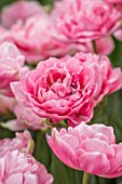 KEUKENHOF, NETHERLANDS: HOLLAND, CLOSE UP PLANT PORTRAIT OF THE PINK FLOWERS OF DOUBLE LATE TULIP - TULIPA AVEYRON, MAY, SPRING, BULBS