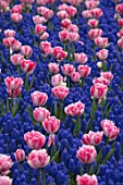 KEUKENHOF, NETHERLANDS: HOLLAND, PLANT ASSOCIATION, COMBINATION - PINK FLOWERS OF TULIP - TULIPA FOXTROT, MUSCARI ARMENIACUM. MAY, SPRING, BULBS, FLOWERING, BLOOM