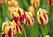 KEUKENHOF, NETHERLANDS: HOLLAND, CLOSE UP PLANT PORTRAIT OF RED, YELLOW FLOWER OF TULIP - TULIPA GRAND PERFECTION. MAY, SPRING, BULBS, FLOWERING, BLOOM, VIVID, BRIGHT, STRIPED