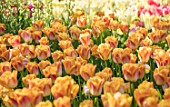 KEUKENHOF, NETHERLANDS: TULIPA SALMON DYNASTY. BULBS, FLOWERS, FLOWERING, SPRING, MAY, ORANGE, PINK, PETALS, BLOOMS, BLOOMING