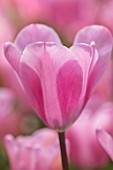 KEUKENHOF, NETHERLANDS: HOLLAND, CLOSE UP PLANT PORTRAIT OF THE PINK FLOWERS OF TRIUMPHATOR TULIP - TULIPA MISTRESS, MAY, SPRING, BULBS, FLOWERING, BLOOM