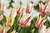 KEUKENHOF, NETHERLANDS: HOLLAND, CLOSE UP PLANT PORTRAIT OF THE RED, PINK AND WHITE FLOWERS OF TULIP - TULIPA MARILYN, MAY, SPRING, BULBS, FLOWERING, BLOOM, STRIPED, STRIPY