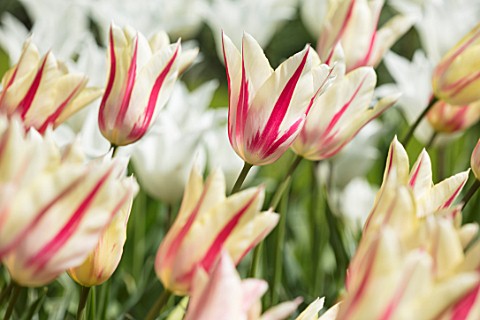 KEUKENHOF_NETHERLANDS_HOLLAND_CLOSE_UP_PLANT_PORTRAIT_OF_THE_RED_PINK_AND_WHITE_FLOWERS_OF_TULIP__TU