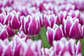 KEUKENHOF, NETHERLANDS: HOLLAND, RED, PINK AND WHITE FLOWERS OF TULIP - TULIPA MARILYN, MAY, SPRING, BULBS, FLOWERING, BLOOM, STRIPED, STRIPY