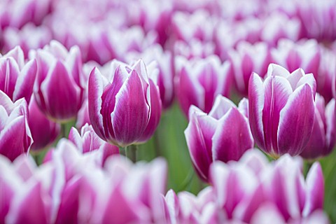 KEUKENHOF_NETHERLANDS_HOLLAND_RED_PINK_AND_WHITE_FLOWERS_OF_TULIP__TULIPA_MARILYN_MAY_SPRING_BULBS_F