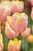 KEUKENHOF, NETHERLANDS: HOLLAND, CLOSE UP PLANT PORTRAIT OF THE PINK AND YELLOW FLOWERS OF TULIP - TULIPA MANGO CHARM, MAY, SPRING, BULBS, FLOWERING, BLOOM