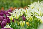 KEUKENHOF, NETHERLANDS: CLOSE UP PLANT PORTRAIT OF GREEN, WHITE FLOWER OF LILY-FLOWERED TULIP - TULIPA GREENSTAR. BULBS, FLOWERS, FLOWERING, SPRING, MAY, PETALS