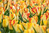 KEUKENHOF, NETHERLANDS: CLOSE UP PLANT PORTRAIT OF RED AND YELLOW FLOWERS OF TULIP - TULIPA AQUAREL. BULBS, FLOWERS, FLOWERING, SPRING, MAY, PETALS
