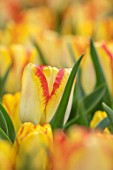 KEUKENHOF, NETHERLANDS: CLOSE UP PLANT PORTRAIT OF RED AND YELLOW FLOWERS OF TULIP - TULIPA AQUAREL. BULBS, FLOWERS, FLOWERING, SPRING, MAY, PETALS