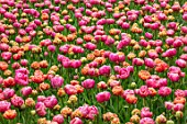 KEUKENHOF, NETHERLANDS: PLANT COMBINATION, ASSOCIATION - ORANGE FLOWERS OF TULIP - TULIPA COPPER IMAGE, PINK TULIPA AMAZING GRACE. BULBS, FLOWERS, FLOWERING, SPRING, MAY
