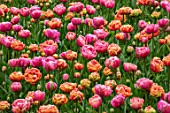 KEUKENHOF, NETHERLANDS: PLANT COMBINATION, ASSOCIATION - ORANGE FLOWERS OF TULIP - TULIPA COPPER IMAGE, PINK TULIPA AMAZING GRACE. BULBS, FLOWERS, FLOWERING, SPRING, MAY